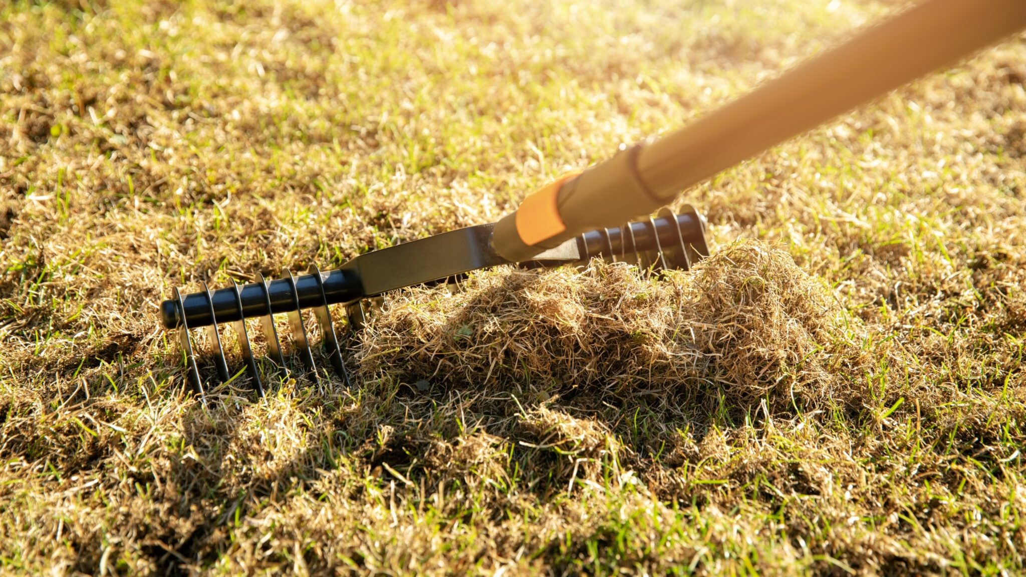 Best Time to Scarify Lawn to Choose in